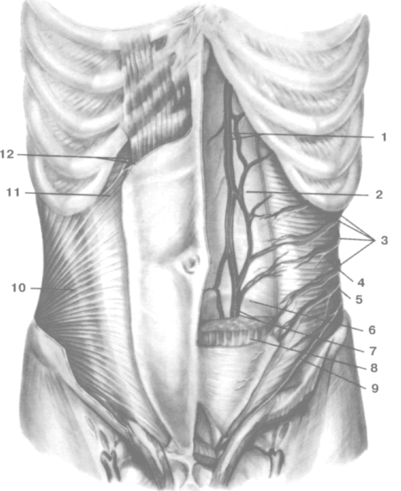 Толстая брюшная стенка. Топографическая анатомия передней брюшной стенки. Переднебоковая брюшная стенка топографическая анатомия. Передняя брюшная стенка топографическая анатомия. Переднебоковая стенка живота мышцы.