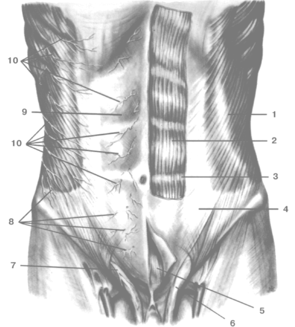 Области брюшной стенки живота. Послойная анатомия передней брюшной стенки. Брюшная стенка топографическая анатомия. Передняя стенка живота топографическая анатомия. Мышцы передней брюшной стенки послойно.
