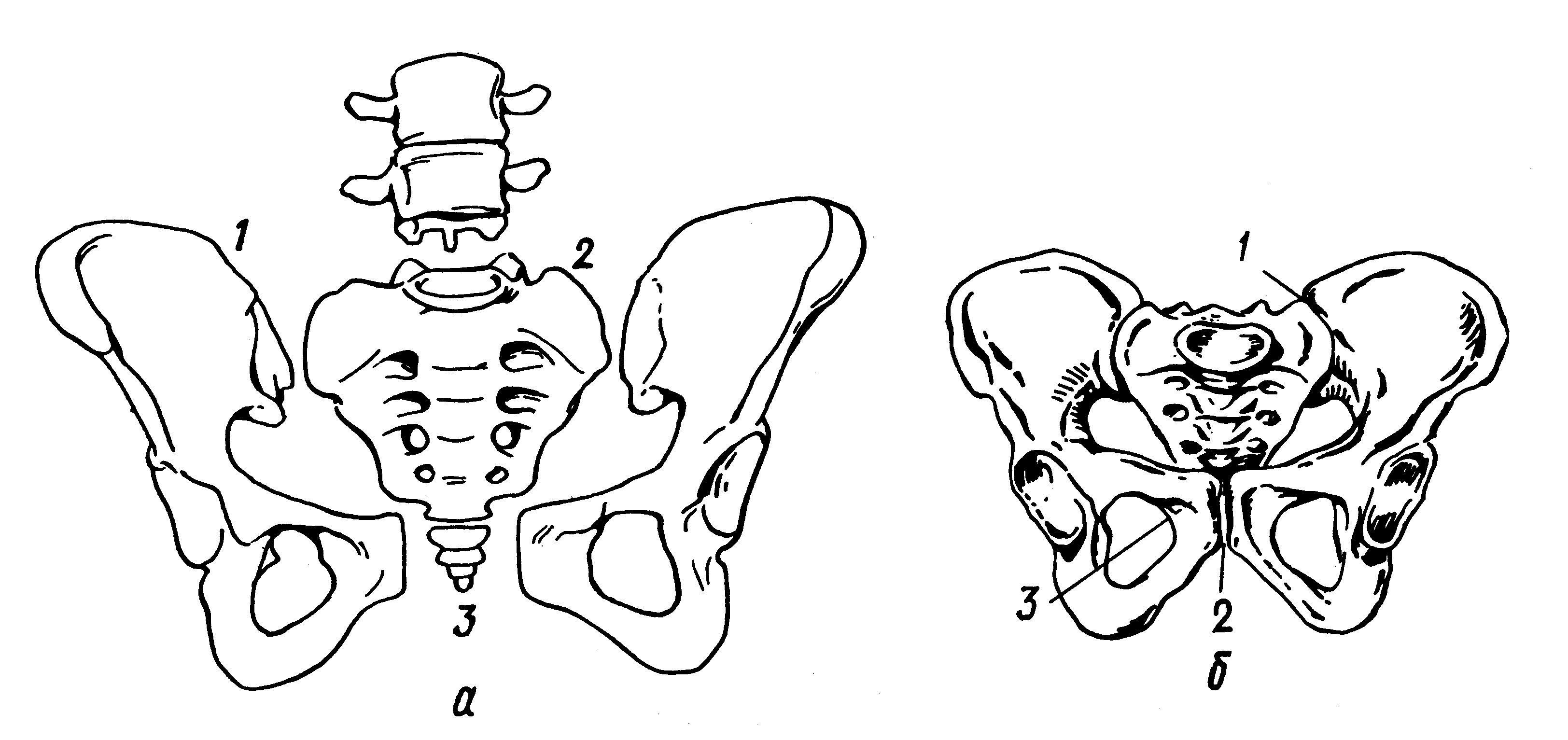 Таз отдел скелета. Скелет мужского таза вид спереди. Малый таз скелет. Костный таз Акушерство.
