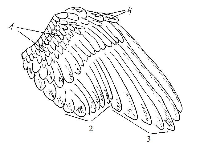 Расположение перьев у птиц. Анатомия голубя Крылья. Маховые Крылья птиц строение. Голубиное крыло строение. Крылья сверху сбоку.