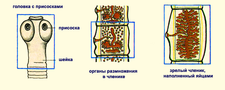 Цикл бычьего цепня рисунок: найдено 86 изображений