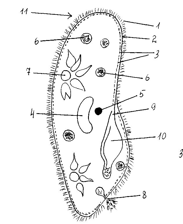 Инфузория туфелька структура