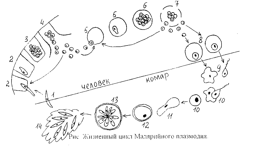Цикл малярии. Жизненный цикл малярийного плазмодия схема. Цикл развития малярийного плазмодия. Цикл развития малярийного плазмодия схема. Стадии жизненного цикла малярийного плазмодия.