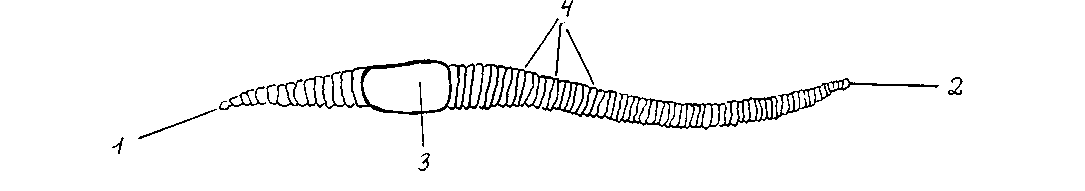 Задание дождевой червь. Внешнее строение дождевого червя. Lumbricus terrestris строение. Строение дождевого червя без подписей.