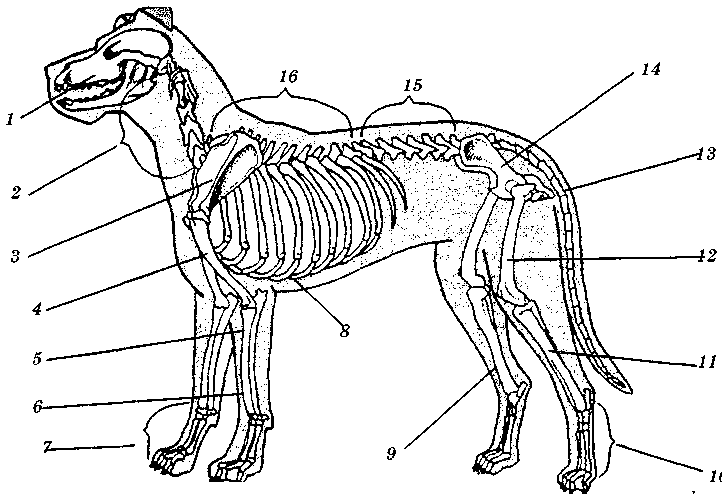 Скелет млекопитающих состоит из 4 отделов. Строение скелета млекопитающих собака. Скелет собаки биология 7 класс. Скелет млекопитающих схема биология 7 класс. Внешнее строение скелета млекопитающих 7 класс биология.