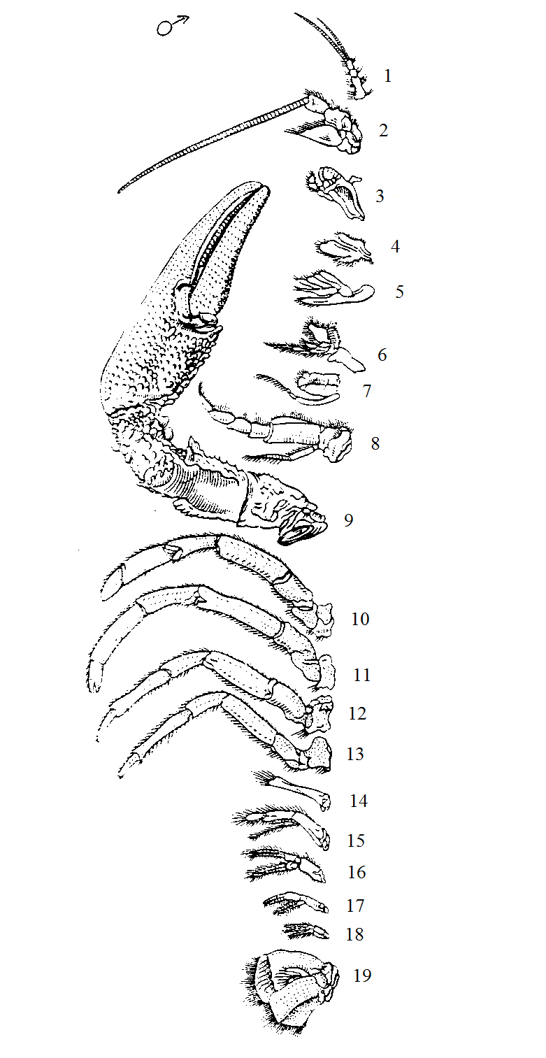 Двуветвистая конечность ракообразных схема