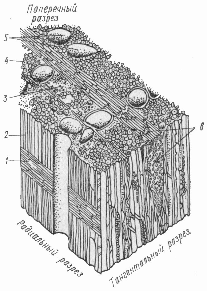 Клетки хвойных. Микростроение древесины сосны. Микроскопическая структура древесины хвойных пород. Строение древесины микроструктура. Строение микроструктуры дерева.