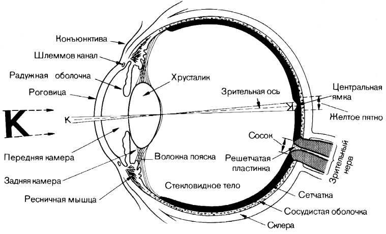 Обнаружение слепого пятна на сетчатке