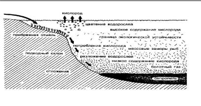 На рисунке показано что в процессе эвтрофикации в водоеме может произойти раванда