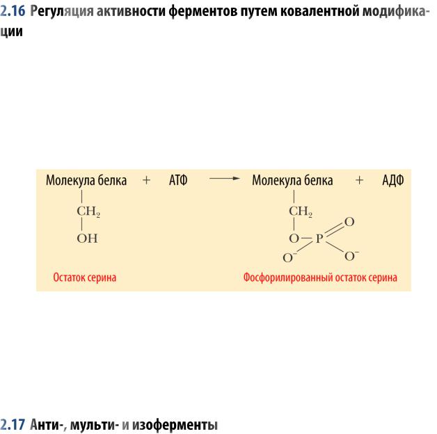 Регуляция активности ферментов ковалентная модификация. Фосфорилирование Серина реакция. Схема фосфорилирования белков. Фосфорилирование радикала Серина реакция. Фосфорилирование белков реакция.
