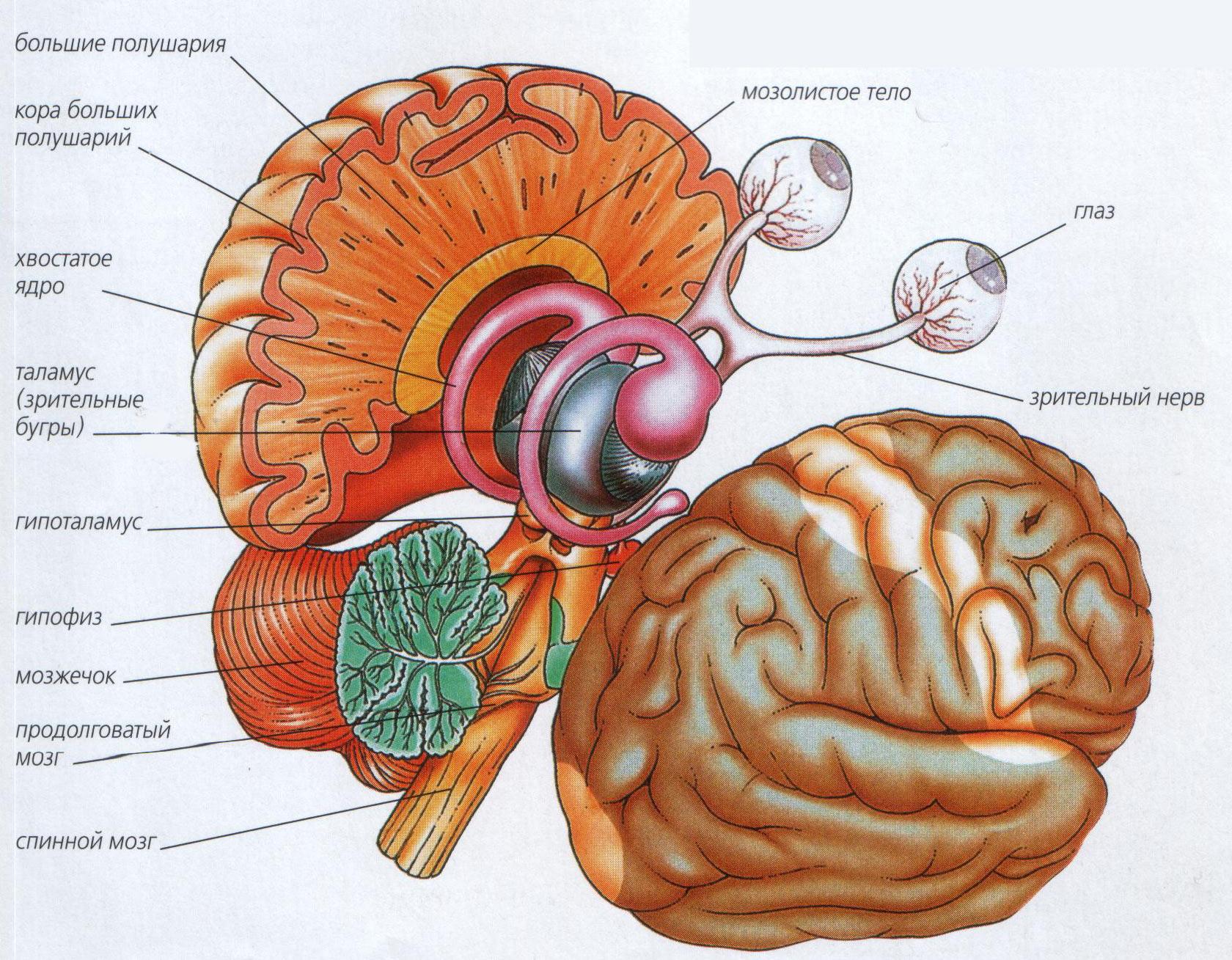 Головной мозг 7 класс. Строение головного мозга анатомия человека. Схема строения отделов головного мозга. Строение отделов головного мозга рисунок. Отделы головного мозга анатомия внутреннее строение.