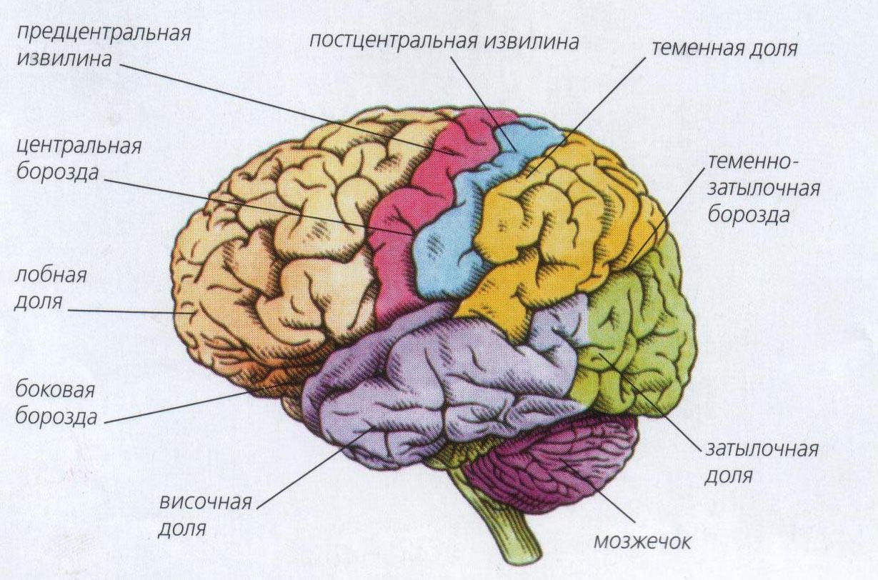 Что находится в полушариях мозга. Борозды и извилины головного мозга. Доли и борозды головного мозга. Строение головного мозга доли борозды извилины. Анатомия коры головного мозга доли.
