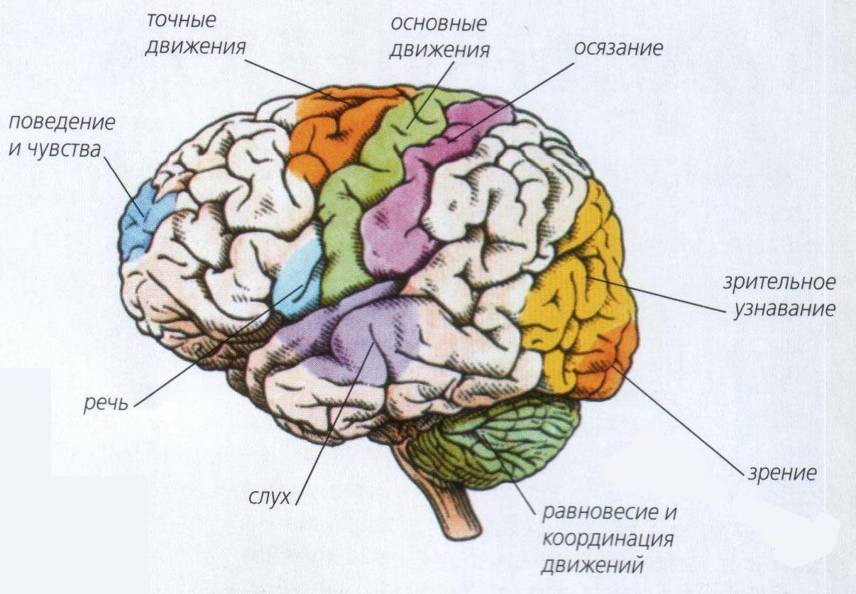 Кожно мышечная зона головного мозга. Локализация высших психических функций в коре головного мозга. Строение головного мозга зоны. Строение головного мозга нейропсихология. Схема головного мозга человека с зонами.