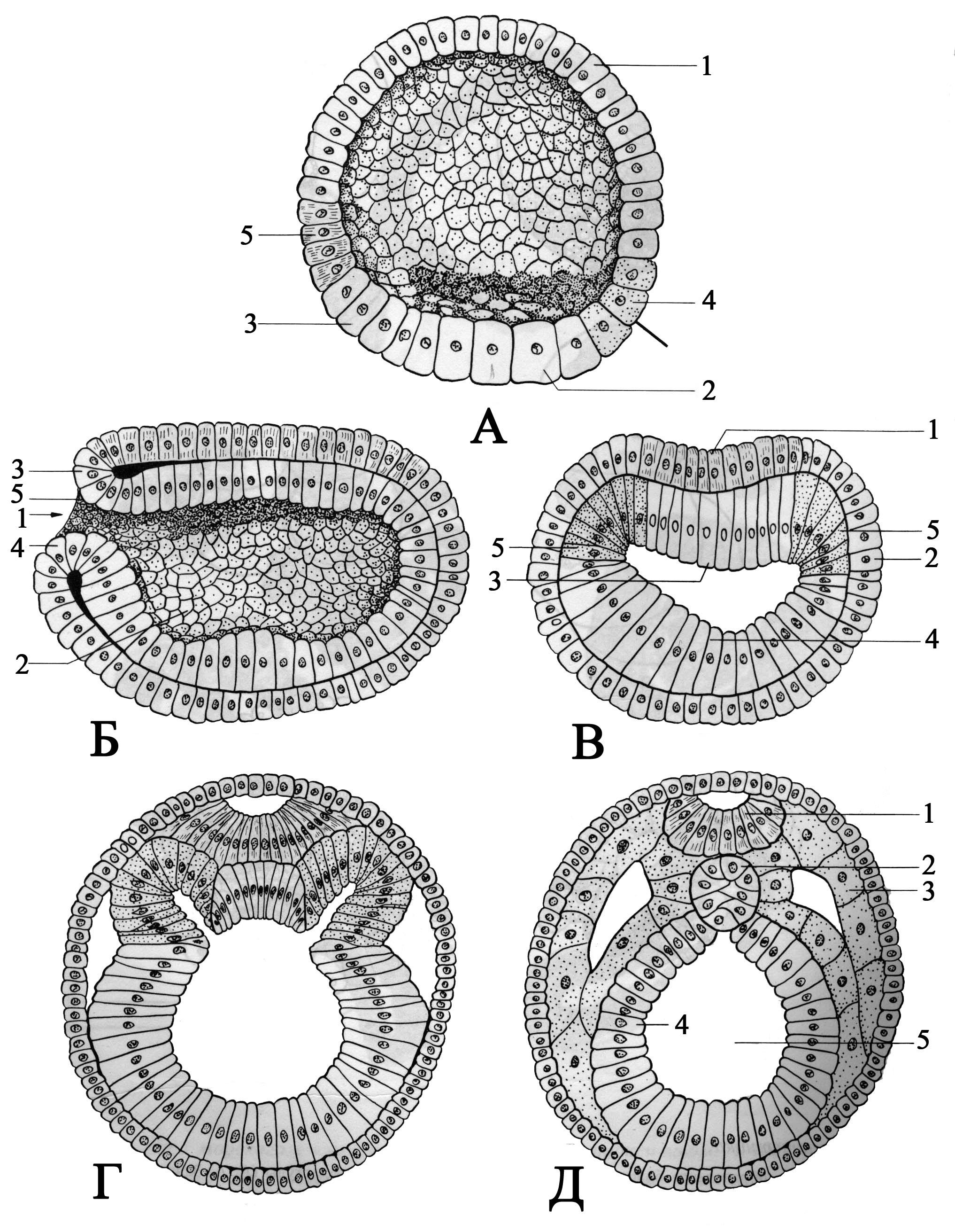 Какой процесс в цикле развития ланцетника изображен. Гаструляция зародыша ланцетника. Бластопор ланцетника. Зародыш ланцетника гаструляции эмбриона. Эмбриогенез ланцетника.