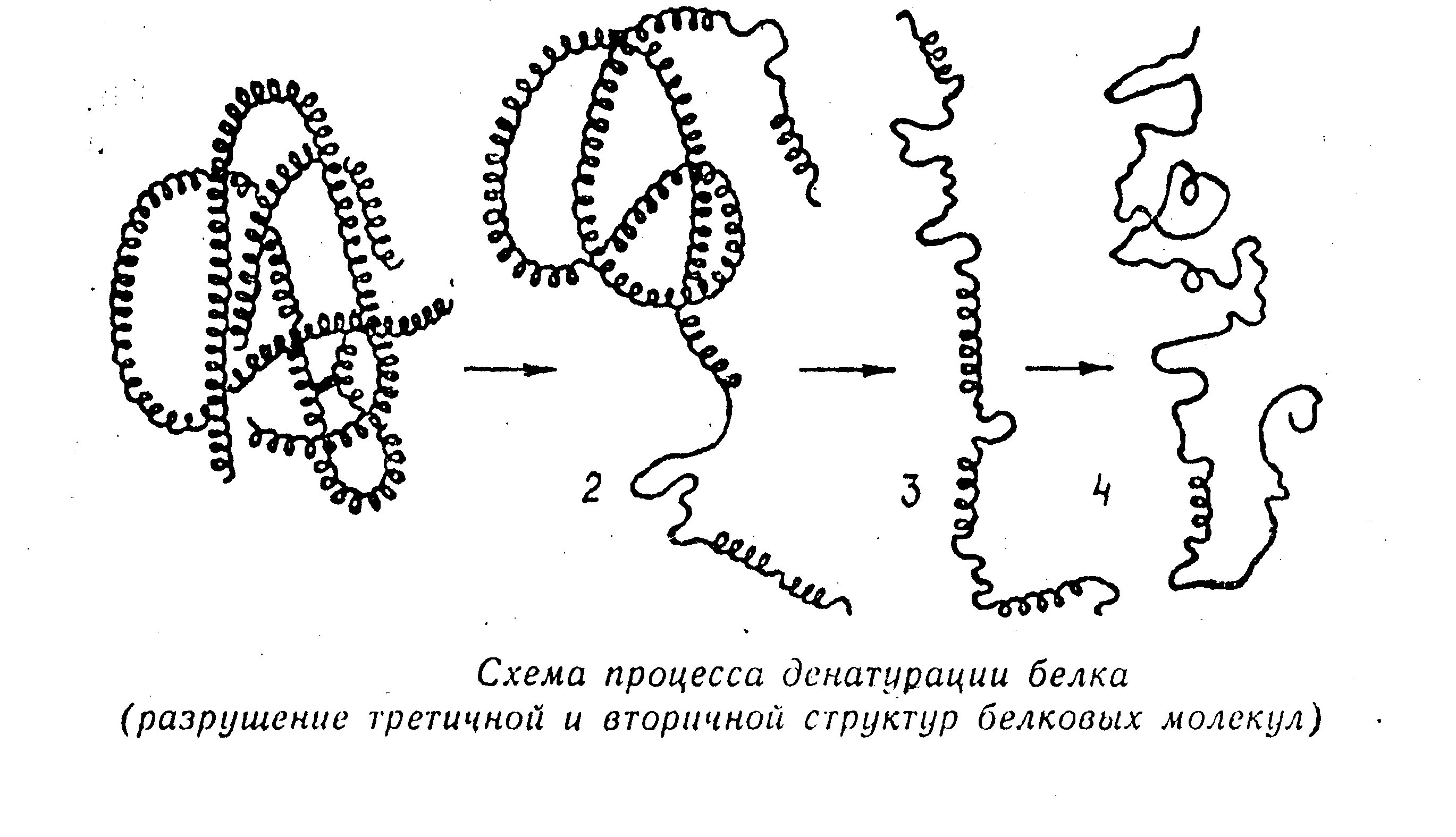 Схема денатурации белковой молекулы