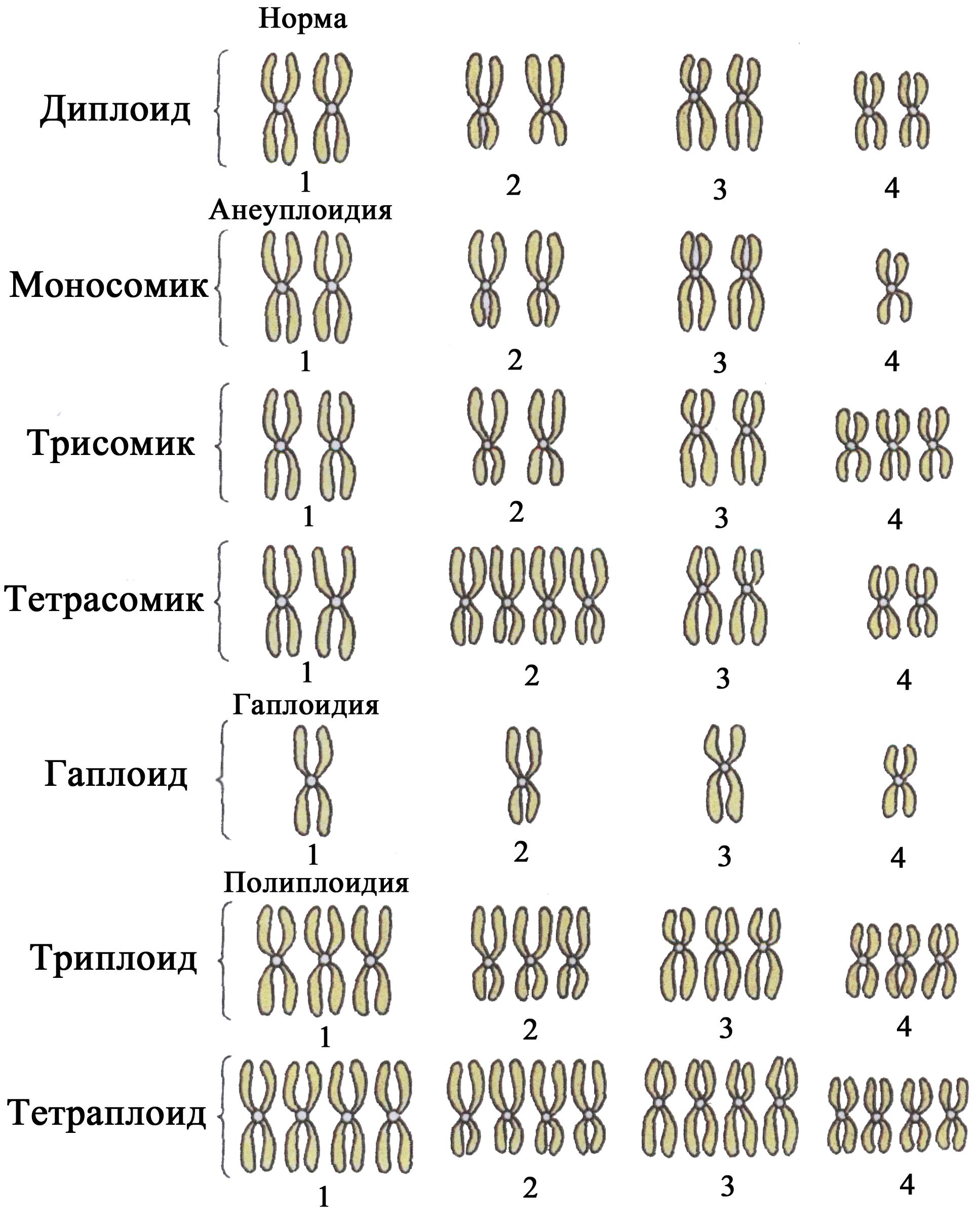 Изменение числа хромосом кратное гаплоидному набору. Полиплоидия хромосомный набор. Кариотип растений схема. «Геномные и хромосомные мутации» задания. Анеуплоидия набор хромосом.