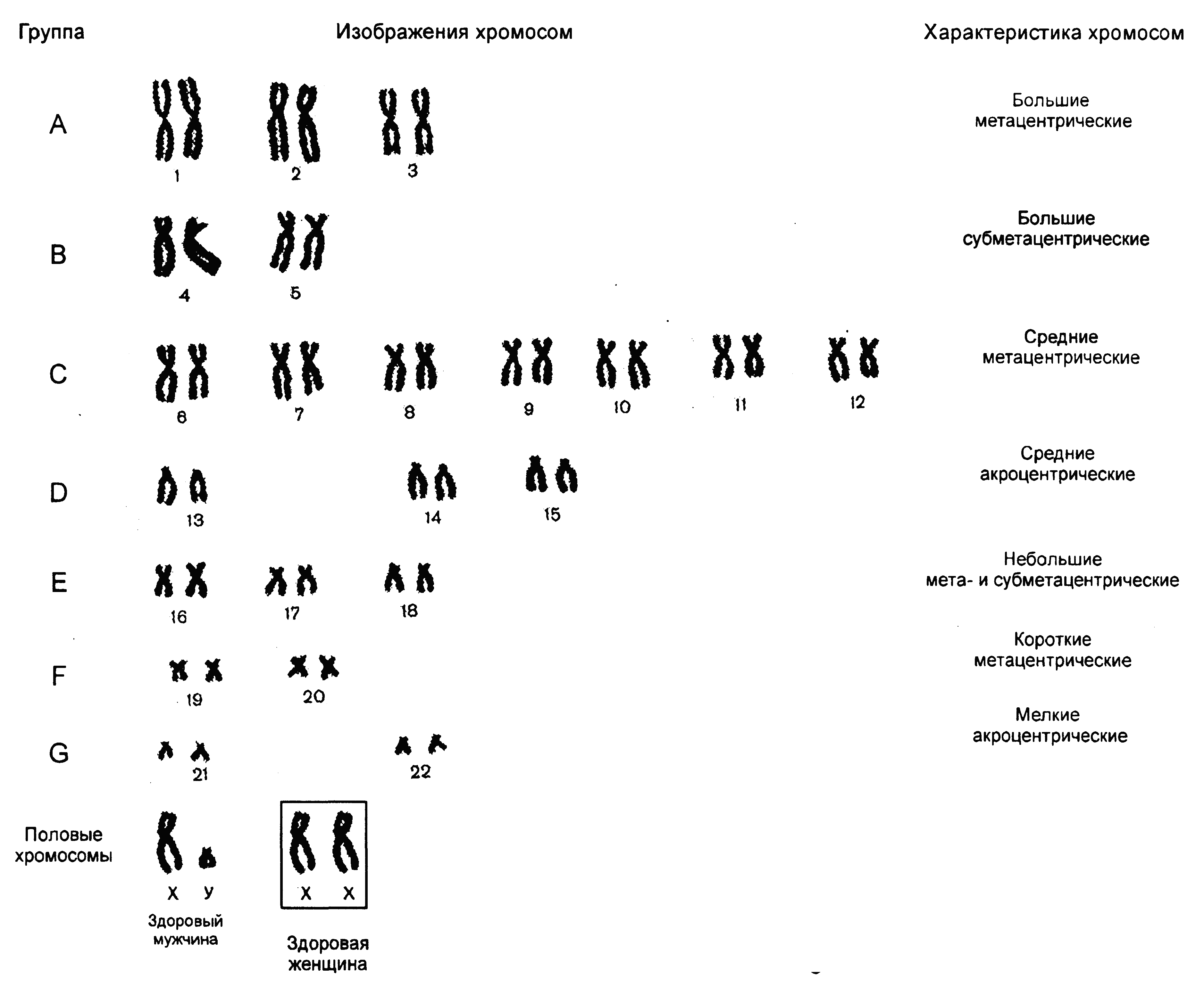2. Получение кариограммы.