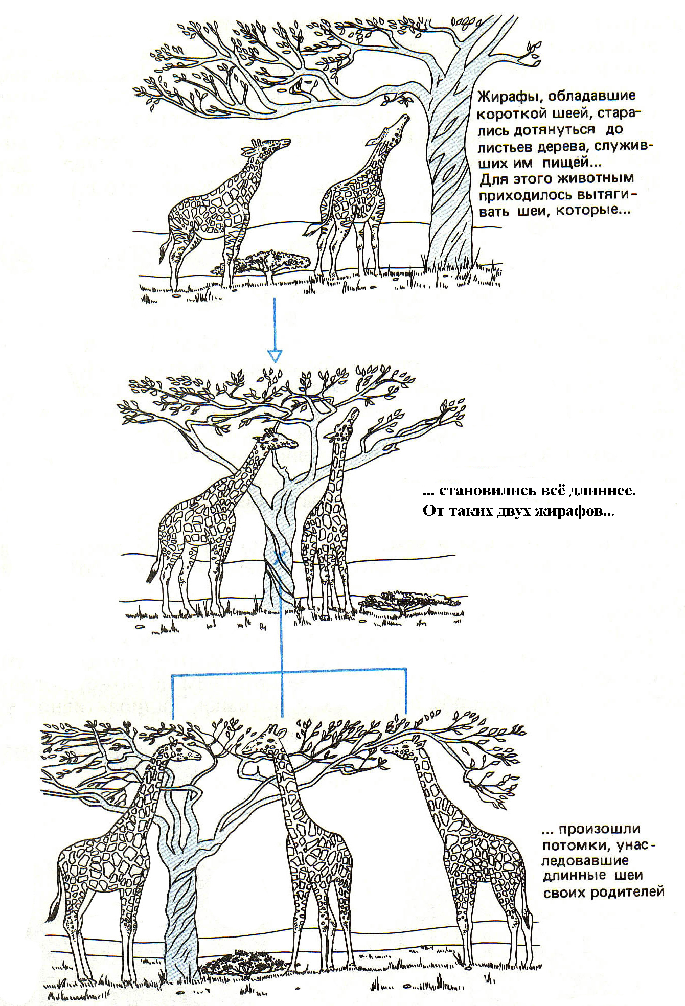 Что по ламарку является причиной появления длинной. Эволюционная теория Ламарка Жираф. Ламарк теория Жираф. Эволюция жирафа Ламарк. Эволюция длинной шеи у Жирафов с ламаркистской точки зрения.