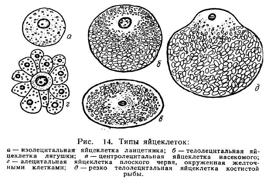 Размер яйцеклетки рыбы. Умеренно телолецитальная яйцеклетка лягушки. Типы яйцеклеток распределению желтка. Классификация яйцевых клеток по количеству и распределению желтка. Изолецитальная яйцеклетка строение.