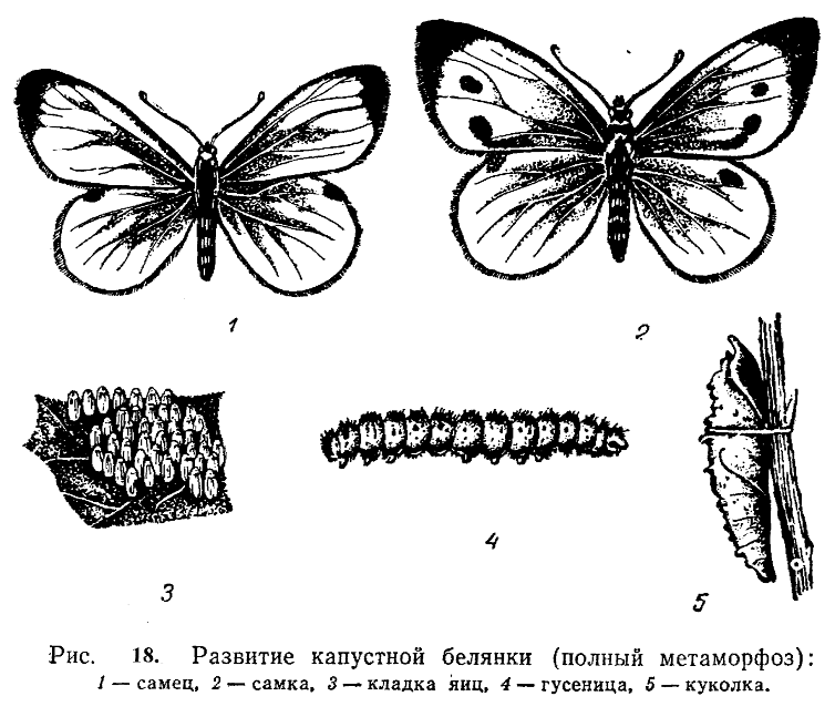 На рисунках изображены циклы развития бабочки и кузнечика