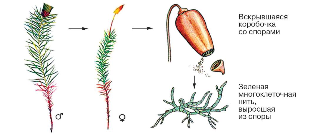 Зеленый мох кукушкин лен размножение