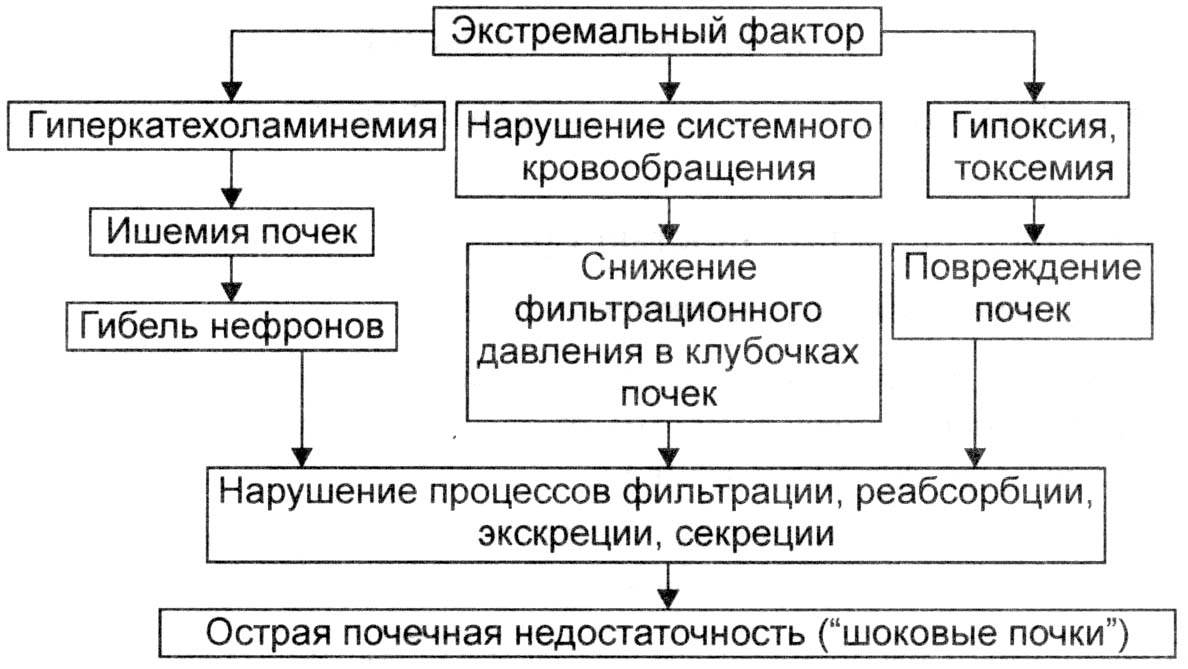 Острая почечная недостаточность патогенез