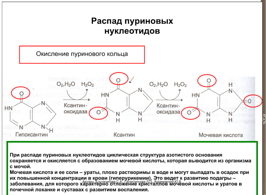 Пуриновыми нуклеотидами являются. Конечные продукты распада пуриновых азотистых оснований. Распад пуриновых кислот биохимия. Общая схема распада пуриновых нуклеотидов.