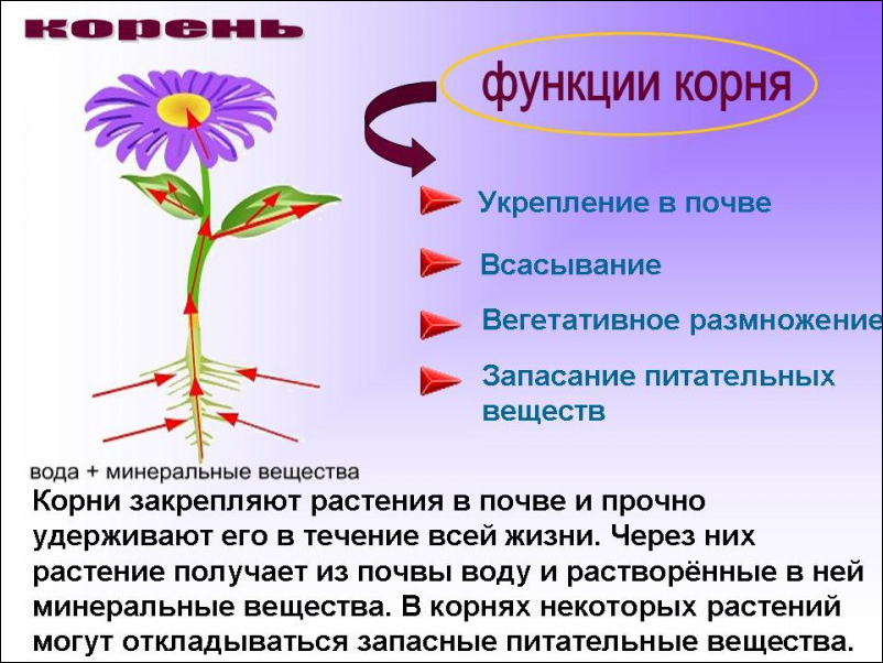 Цветок функции кратко. Корень растения строение и функции. Функции корня схема. Главные функции корня. Биология корень его строение.