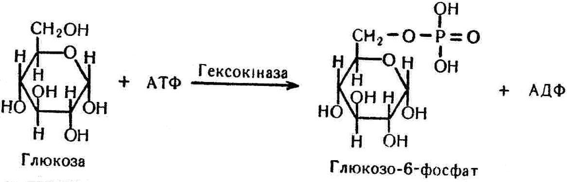 Атф глюкоза адф. Глюкоза в глюкозо 6 фосфат реакция. Глюкоза АТФ глюкозо-6-фосфат. Реакция АТФ + Глюкоза АДФ глюкозо 6 фосфат осуществляется. Реакцию АТФ+Глюкоза АДФ глюкозо 6 фосфат катализирует фермент.