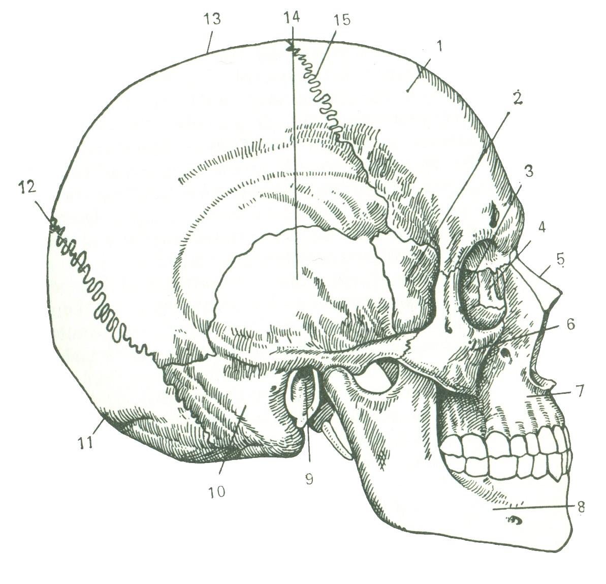 Лицевой нерв челюсти. Иннервация верхней челюсти анатомия. Скуловая кость кровоснабжение. Физиология челюстно-лицевой области.