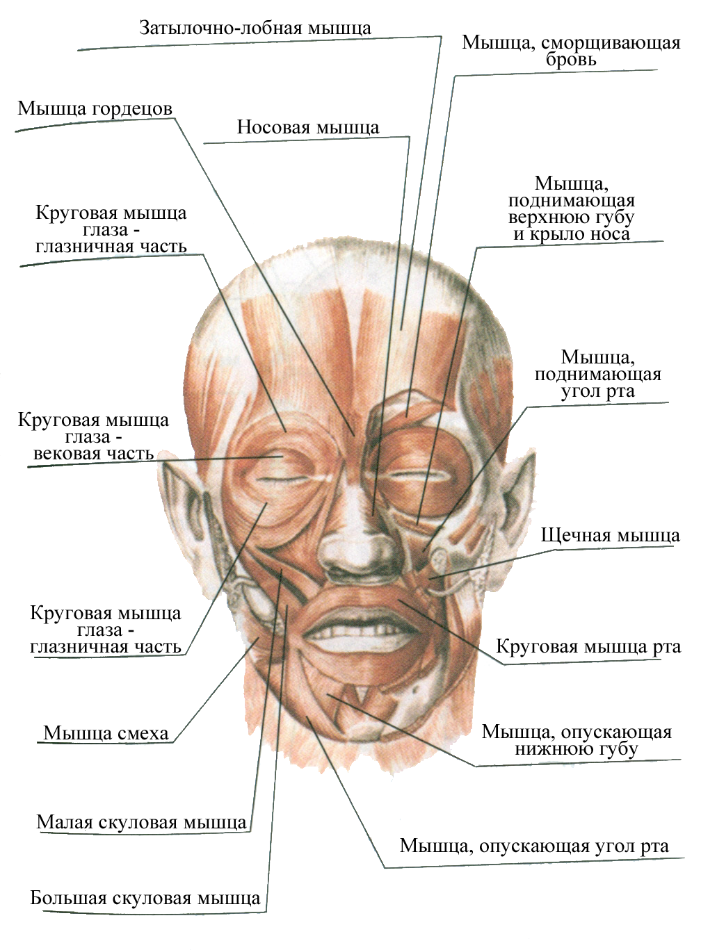 Нервы лицевой области. Мышцы лица анатомия функции. Мышцы лица топографическая анатомия. Жевательная и мимическая мускулатура челюстно-лицевой области. Мышечный аппарат челюстно-лицевой области.