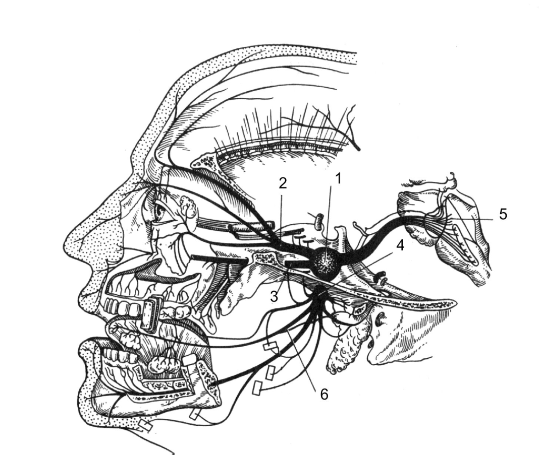 2 лицевой нерв. Иннервация ветвей тройничного нерва. Тройничный нерв топографическая анатомия. Челюстно лицевой нерв иннервация. Тройничный узел иннервация.