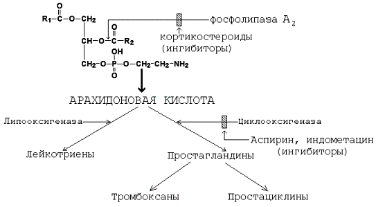 Каскад арахидоновой кислоты схема