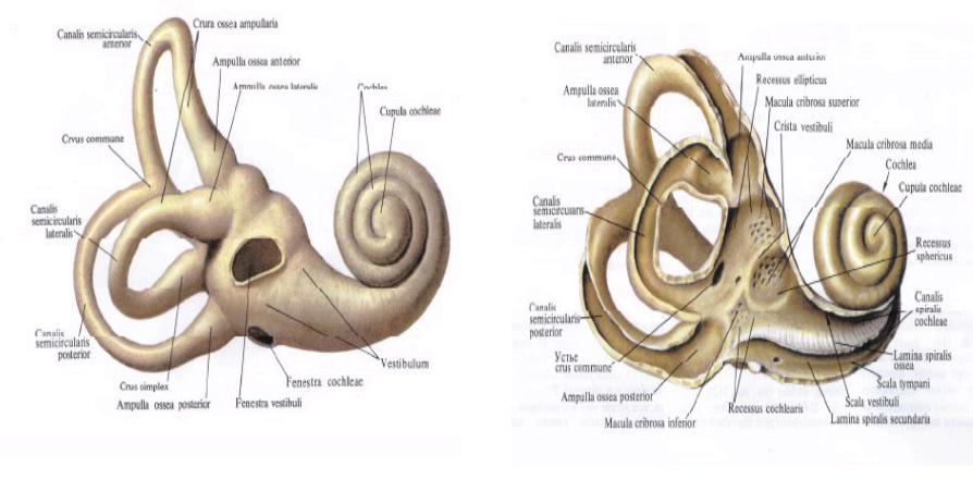 Ушные латынь. Костный Лабиринт внутреннего уха латынь. Внутреннее ухо костный Лабиринт. Костный Лабиринт внутреннего уха (улитка).