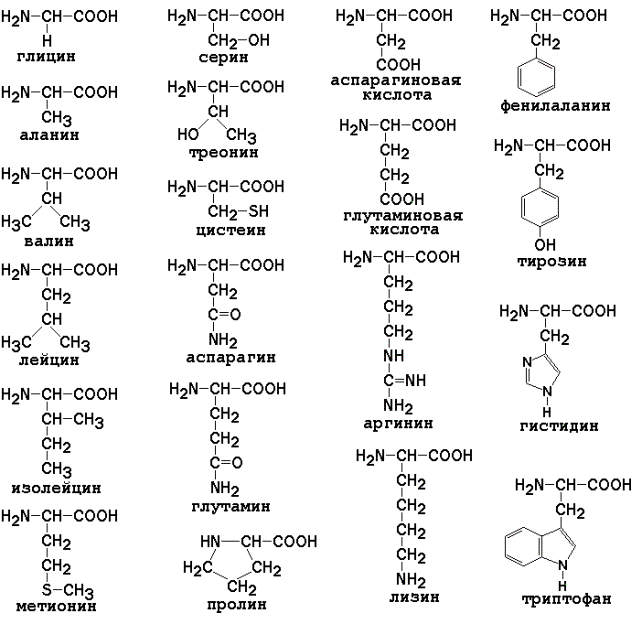20 Альфа аминокислот формулы. 20 Аминокислот формулы и названия. Формулы аминокислот таблица. Формулы 20 аминокислот таблица.