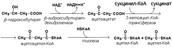 Схема утилизации кетоновых тел. Синтез кетоновых тел биохимия реакции. Синтез ацетоацетата из ацетил КОА. Окисление кетоновых тел биохимия реакции. Превращение ацетил коа