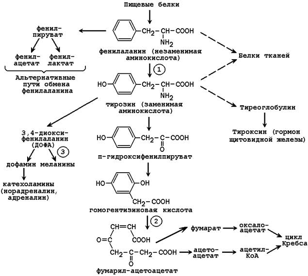 Синтез тирозина. Фенилаланин тирозин схема. Фенилкетонурия биохимия реакция. Обмен фенилаланина и тирозина биохимия. Схема нарушения обмена тирозина и фенилаланина.