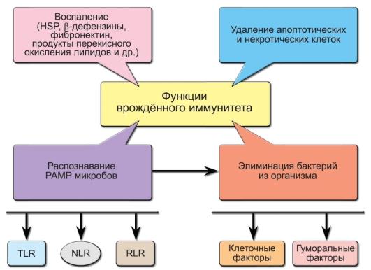 Классификация механизмов врожденного иммунитета