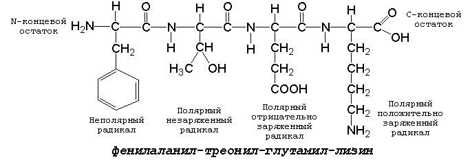 Концевые аминокислоты. Структурная формула тетрапептида. АСП-про-фен-Лиз формула тетрапептида. Трипептида АСП-фен-Лиз. Мет про фен формула пептида.
