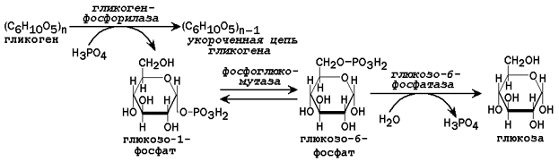 Глюкоза гликоген реакция. Схема реакций расщепления гликогена. Схема распада гликогена в печени. Распад гликогена биохимия схема. Распад гликогена формулы реакции.