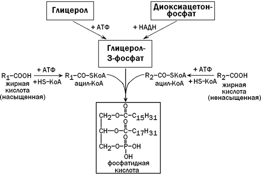 Печень атф. Синтез глицерол 3 фосфата в печени. Пути источника образования глицерол - 3-фосфата в печени. Схема образования из глицерол3фосфата фосфатидной кислоты. Схема образования глицерол-3-фосфата.