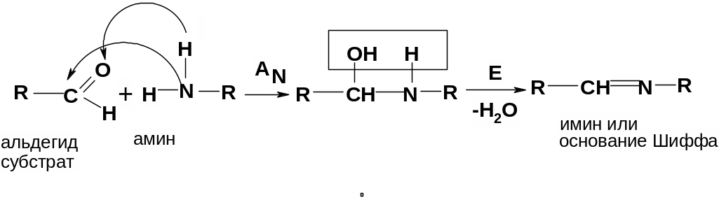 Амины гидролиз. Реакция образования оснований Шиффа. Механизм реакции альдегидов с аминами. Механизм реакции образования основания Шиффа. Взаимодействие Аминов с альдегидами.