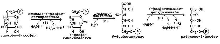 Путь реакция. Окисление глюкозо 6 фосфата. Превращение глюкозо 6 фосфат в рибулозо 5 фосфат схема. Путь образования рибозо 5 фосфата. Рибулоза 5 фосфат в глюкозу 6 фосфат.