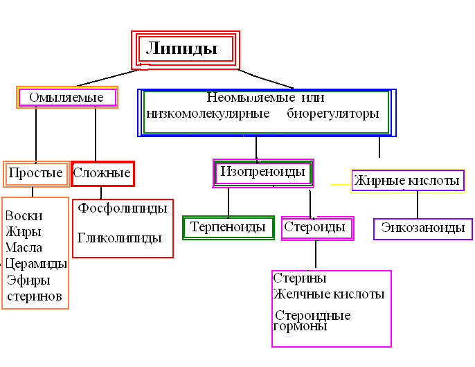 лекция липиды