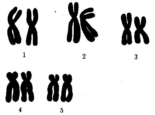 Изменение формы хромосом. Генеративные генные мутации. Генеративные хромосомные мутации. Поврежденная хромосома. Хромосомные мутации рисунок.