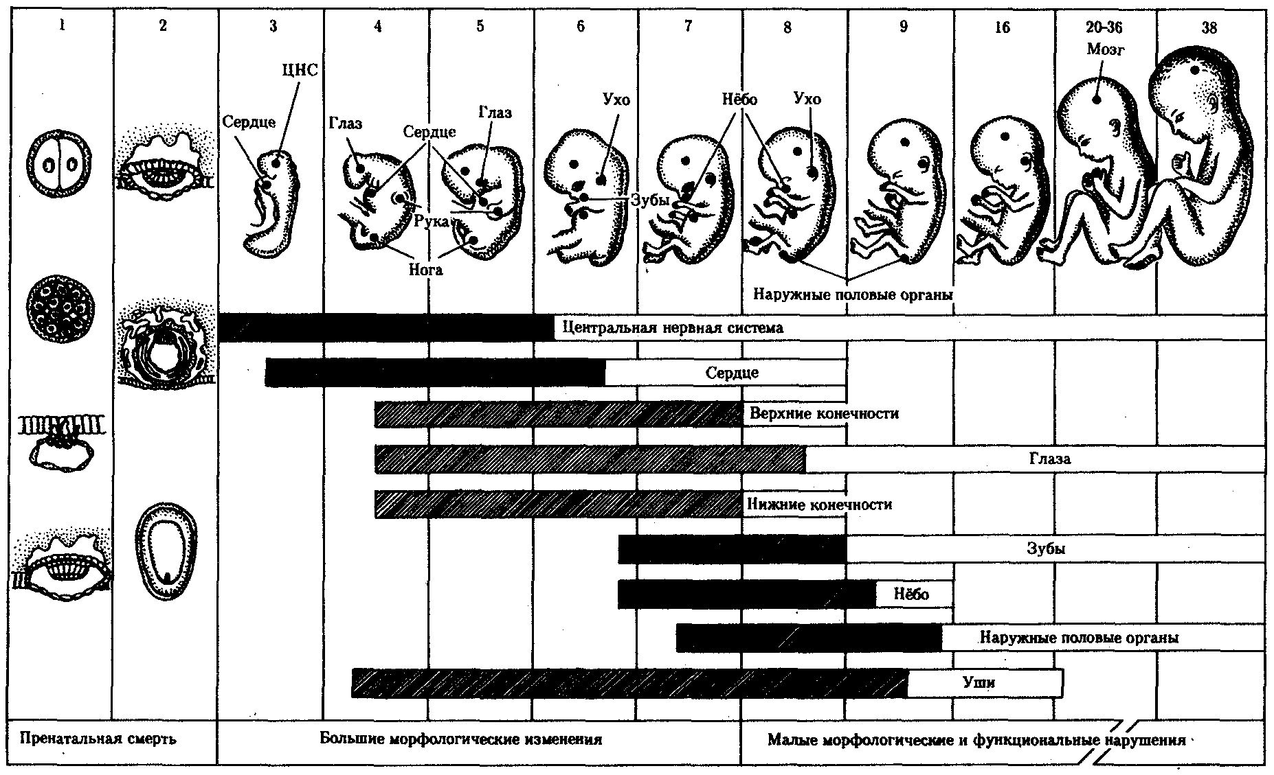 Особенности внутриутробного развития человека. Схема периодов внутриутробного развития плода. Критические периоды эмбриогенеза таблица. Критические периоды развития зародыша и плода человека.. Критические периоды развития плода таблица.