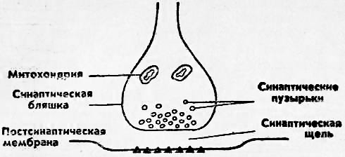 Синапс постсинаптическая мембрана. Строение синапса рис.5.3. Пузырьки с синаптическим медиатором расположены в. Синапс черно белый. Пресинаптическая бляшка.