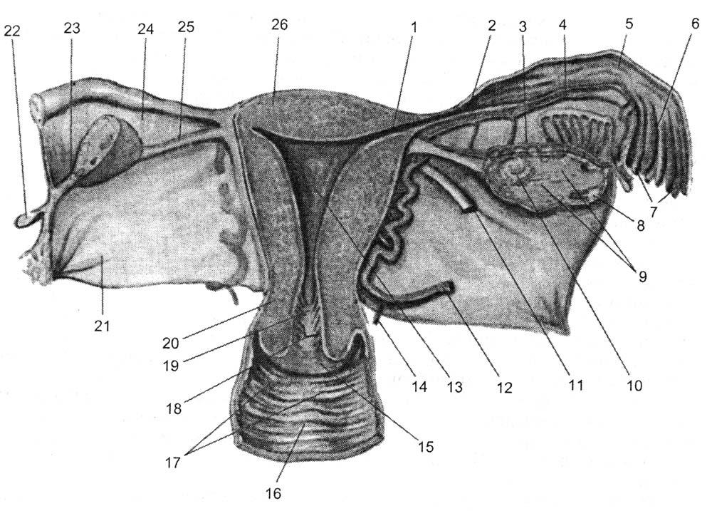Женские половые органы трубы