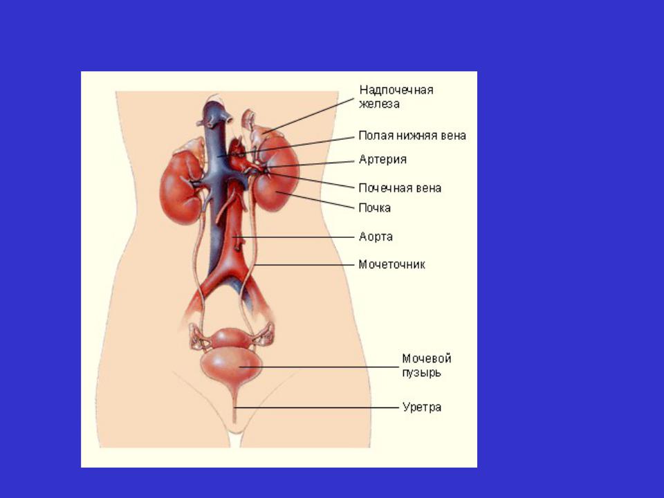 Основной орган мочевыделительной системы человека. Мочевыделительная система мочевой пузырь. Строение мочевой системы. Полые органы мочевыделительной системы. Мочевыдел тельная система.