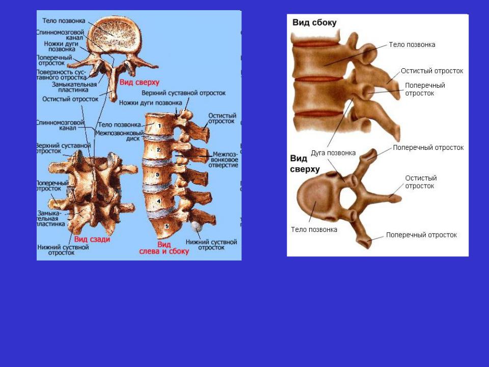 Форма тел позвонков. Строение позвонка человека. Соединение ребер с позвонками туловища. Полулунные отростки позвонков. Строение позвонков и их соединения.